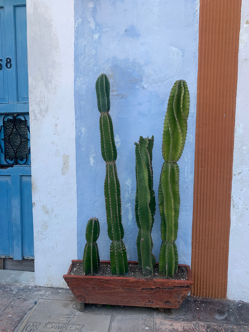 Four green column cacti in a rustic reddish-brown wooden planter box, set against a light blue stucco wall next to a blue door.